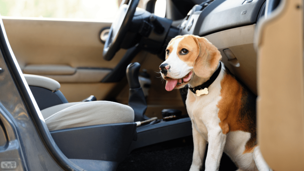 DOG CAR SEATS