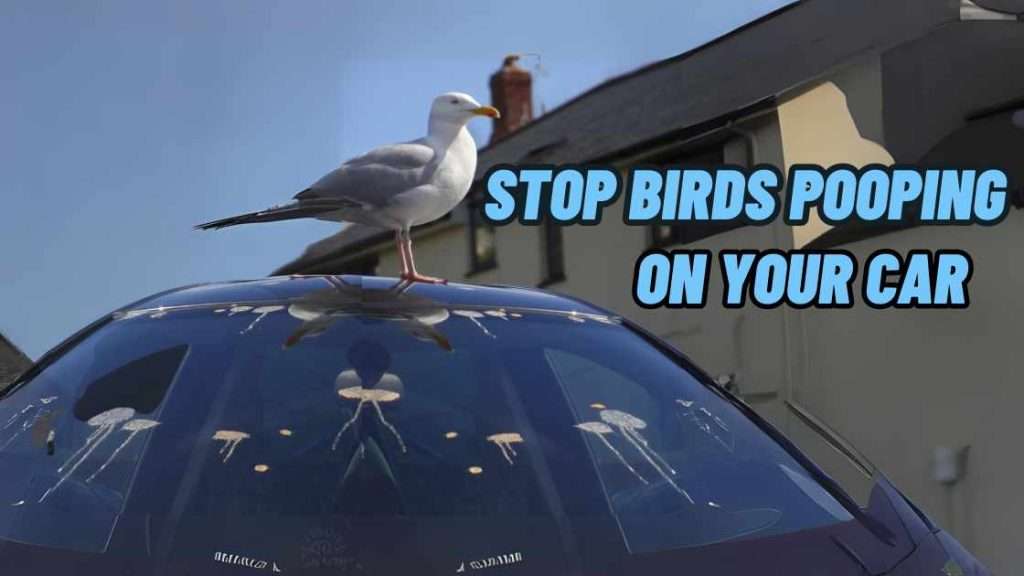 how to stop birds from pooping on my car