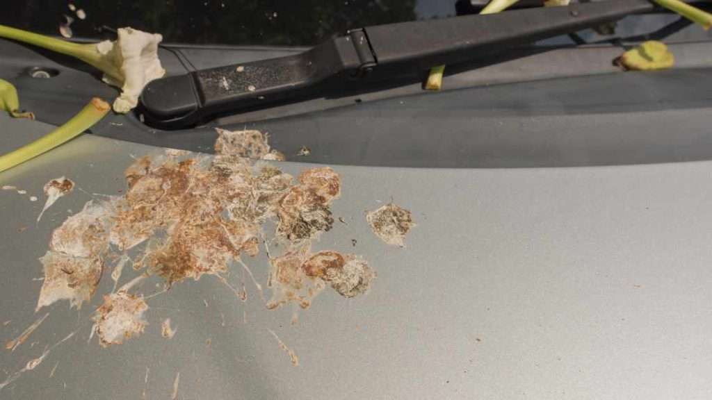 how to stop birds from pooping on my car